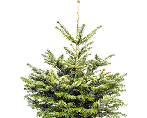 Horní část zeleného vánočního stromku