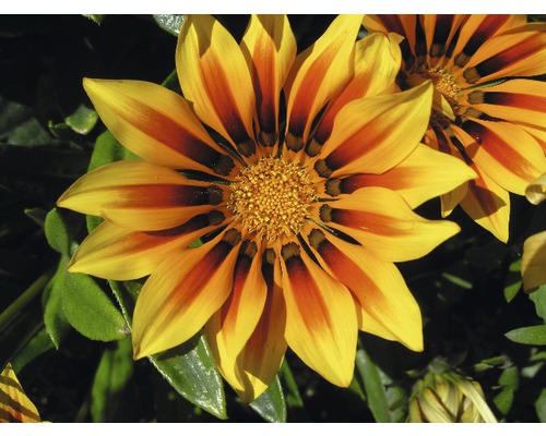 Gazánie Gazania květináč Ø 15 cm