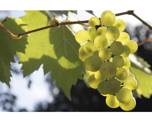 Vinná réva BIO FloraSelf Bio Vitis vinifera 'Phoenix' 60-100 cm květináč 3 l Hrozen s listy