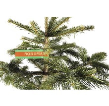 Jedle kavkazská s etiketou