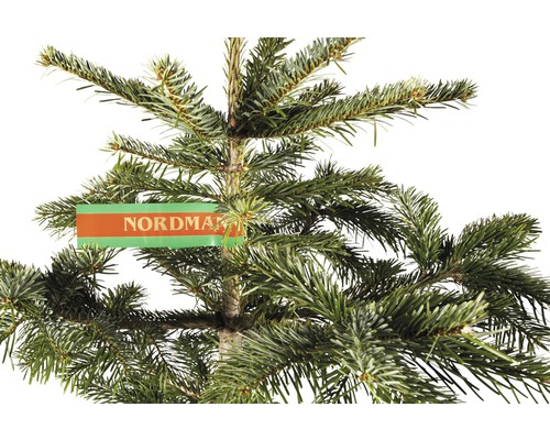 Jedle kavkazská s etiketou