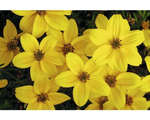 Detailní záběr na žluté květy aksamitníku