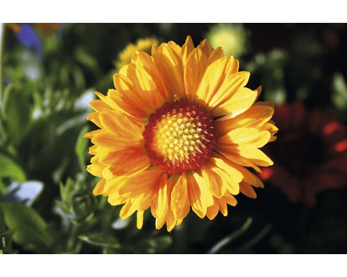 Detail květiny Gaillardia v zahradě