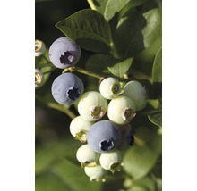 Detailní pohled na čerstvé borůvky na keři.