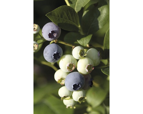 Detailní pohled na čerstvé borůvky na keři.