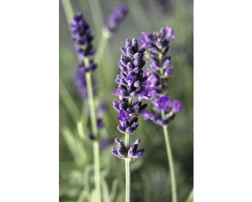 Detailní záběr květů levandule