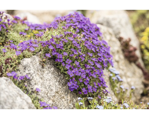 Tařička kosníková FloraSelf Aubrieta kultivar 'Blue Emperor' 5-10 cm květináč 0,5 l