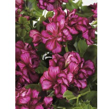 Detailní záběr květů pelargonie s listy