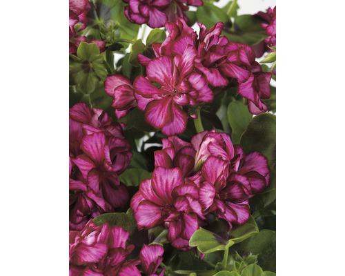 Detailní záběr květů pelargonie s listy