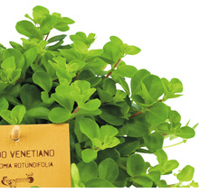 Pepřinec, pepřinec trpasličí FloraSelf Peperomia rotundifolia 15-20 cm květináč Ø 10,5 cm