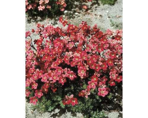 Lomikámen Arendsův Saxifraga arendsii 'Purpurteppich' 5-15 cm květináč 0,5 l Hustník se šarlatovými květy