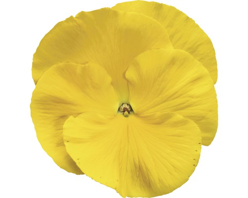 Žlutá maceška detail