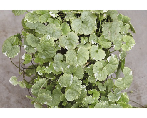 Popenec břečťanovitý bíle panašovaný FloraSelf Glechoma hederacea 'Variegata' květináč Ø 11 cm