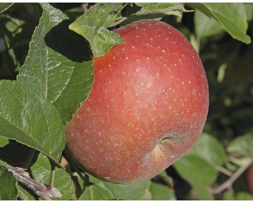 Jabloň zimní FloraSelf Malus domestica 'Goldparmäne' 120-150 cm květináč 7,5 l-0