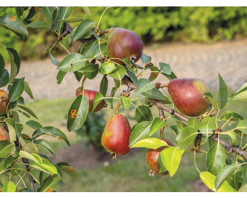 Hrušeň červená BIO FloraSelf Bio Pyrus communis 'Williamsova' kmínek cca 60 cm celková výška 130-150 cm květináč 7,5 l