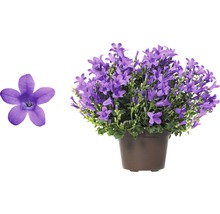 Zvonek dalmatský FloraSelf Campanula portenschlagiana 'Get Mee' 20-30 cm květináč Ø 10,5 cm-thumb-1