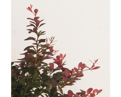 Dřišťál s červenými listy