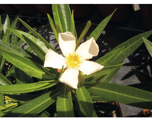 Oleandr s květem a listy