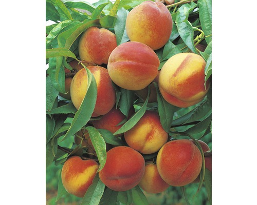 Broskev BIO FloraSelf Bio Prunus persica 'South Haven' cca 100 cm květináč 7,5 l Broskve na stromě se zelenými listy