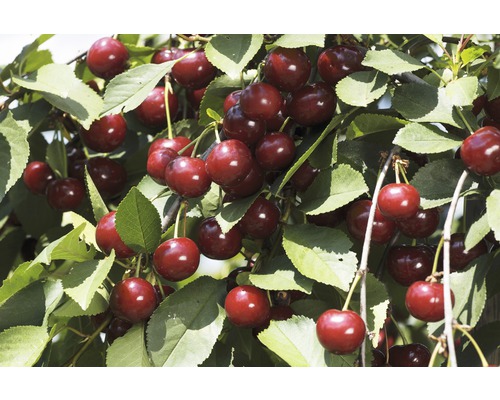 Třešeň obecná BIO samosprašná na špalíru FloraSelf Bio Prunus 'Lapins' 80-100 cm květináč 5 l