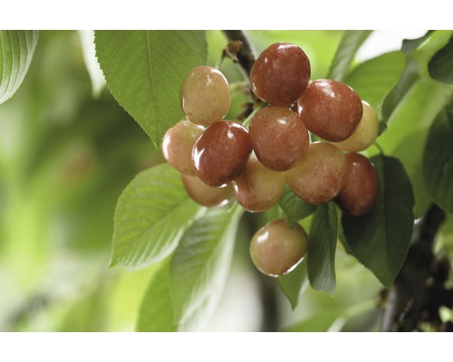 Třešeň terasová FloraSelf Bio Prunus avium 'Büttnerova červená chrupka' kmínek 40 cm celková výška 60-80 cm květináč 5 l