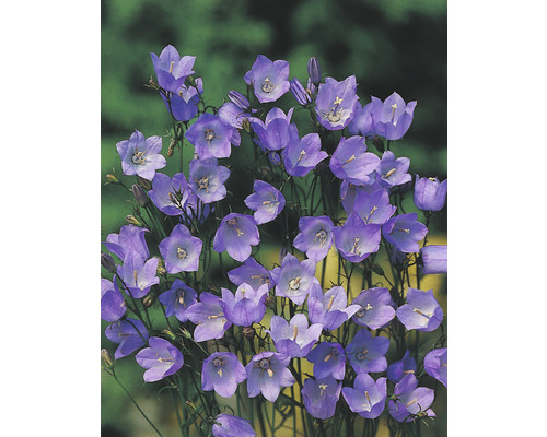 Zvonek broskvolistý FloraSelf Campanula persicifolia 10-40 cm květináč 3 l