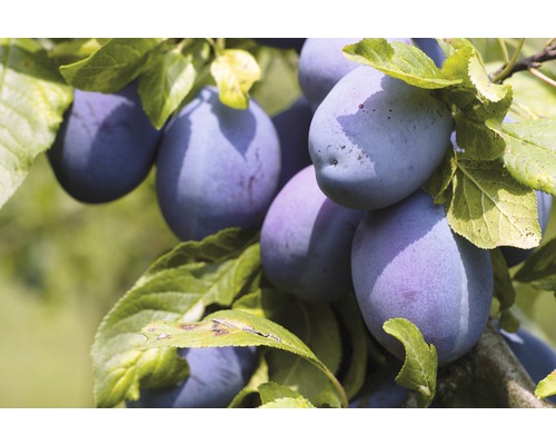 Švestka domácí BIO na špalíru FloraSelf Prunus domestica 'Domácí švestka' 80-100 cm květináč 5 l