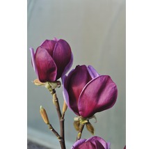 Detailní záběr květů magnólie