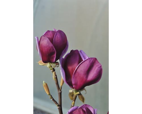 Detailní záběr květů magnólie