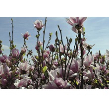 Kvetoucí magnólie na zahradě