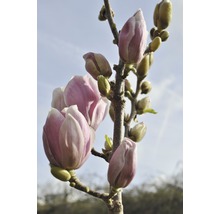 Strom magnólie s poupaty květů