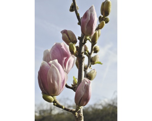 Strom magnólie s poupaty květů