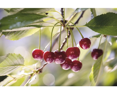 Višeň FloraSelf Prunus cerasus 'Saphir'® 120-150 cm květináč 7,5 l