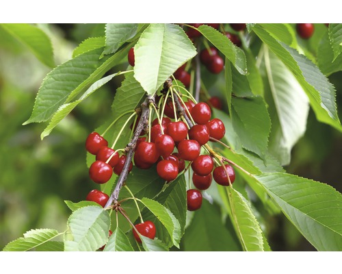 Třešeň terasová sloupovitá FloraSelf Bio Prunus avium 'Sylvia' kmínek 40 cm celková výška cca 60-80 cm květináč 5 l samosprašná