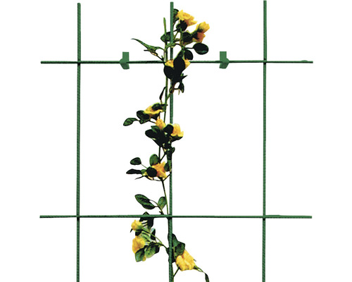 Zahradní plot s popínavou rostlinou