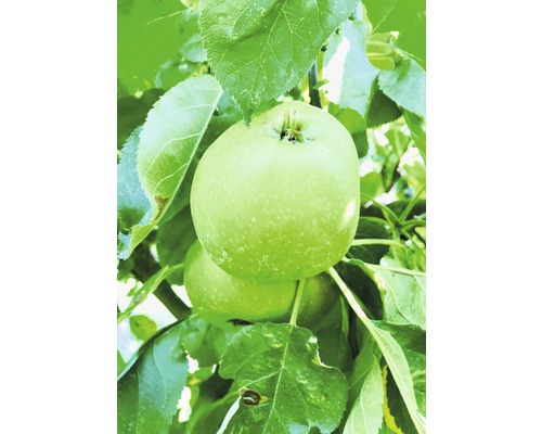 Jabloň sloupovitá BIO FloraSelf Bio Malus domestica 'Green Fink' 130-150 cm květináč 7,5 l