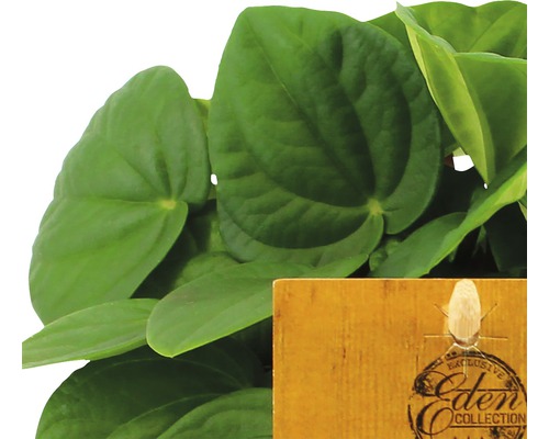 Pokojová rostlina Peperomia s etiketou Eden Collection