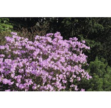 Kvetoucí rododendron v zahradě