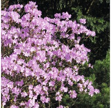 Rododendron s růžovými květy