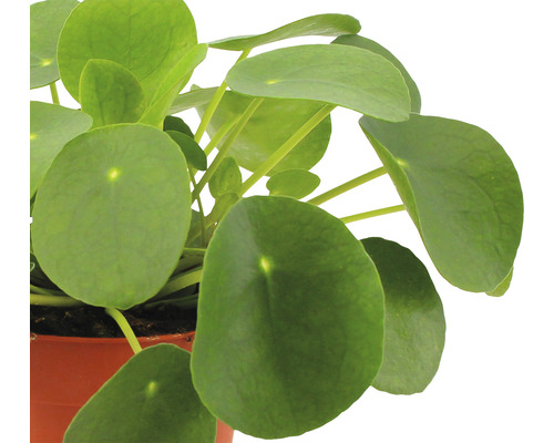 Pilea peperomioides v květináči