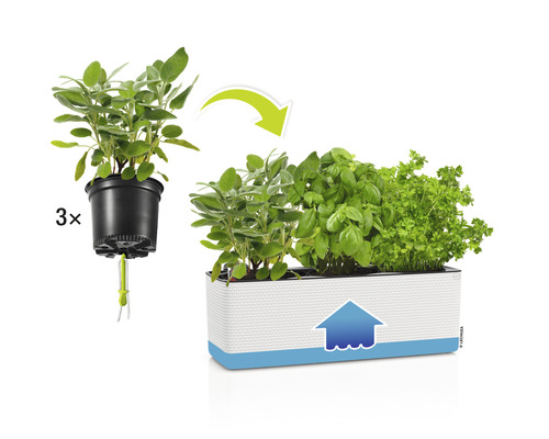 Bylinkový box s bazalkou, petrželkou a šalvějí v květináči se zavlažovacím systémem