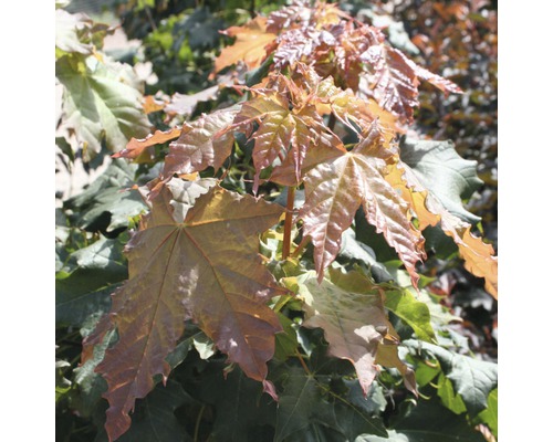 Javor mleč FloraSelf Acer platanoides 'Globosum' výška 125-150 cm květináč 18 l Detailní záběr javoru s bronzovými listy.