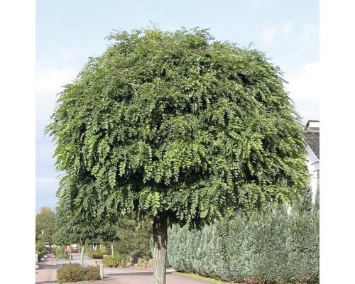 Trnovník akát FloraSelf Robinia pseudoacacia 'Umbraculifera' výška 125-150 cm květináč 18 l