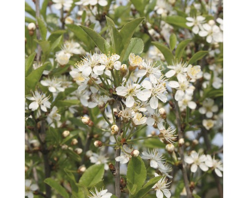 Třešeň křovitá polokmen FloraSelf Prunus fruticosa 'Globosa' výška kmene cca 125 cm celková výška cca 150 cm květináč 18 l