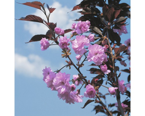 Sakura japonská FloraSelf Prunus serrulata 'Royal Burgundy' výška 125-150 cm květináč 18 l