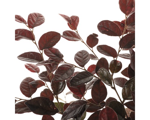 Stálezelený trpasličí keř s tmavým olistěním