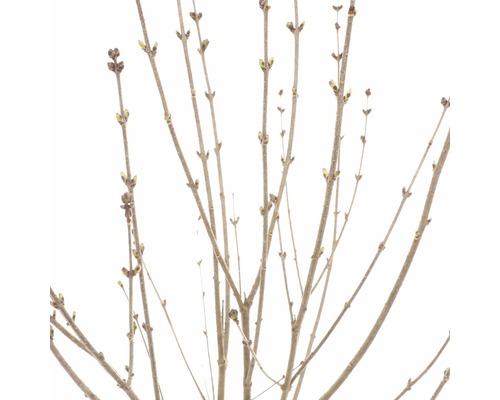 Detailní záběr větví keřů bez listů