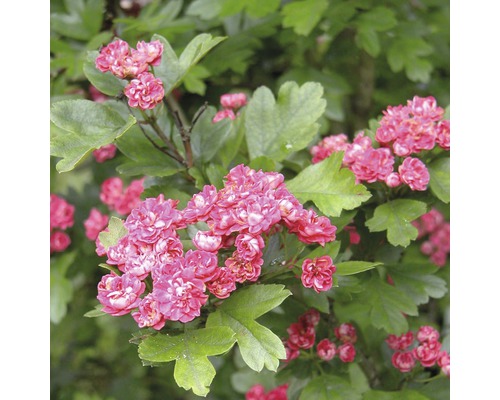 Hloch pravý červený FloraSelf Crataegus laevigata 'Paul's Scarlet' výška 125-150 cm květináč 18 l