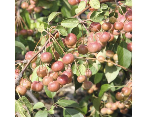 Jabloň okrasná FloraSelf Malus floribunda 'Red Sentinel' výška 125-150 cm květináč 18 l