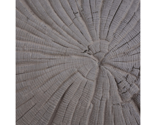 Detailní záběr na řez stromu s letokruhy